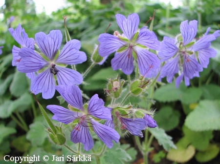 Geranium renardii 'Tcschelda', nyppykurjenpolvi